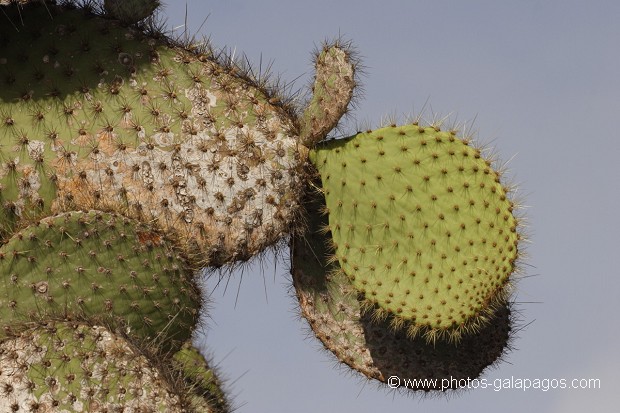 , Galapagos , Equateur , Parc National des Galapagos  , Parc National des Galapagos, Equateur  