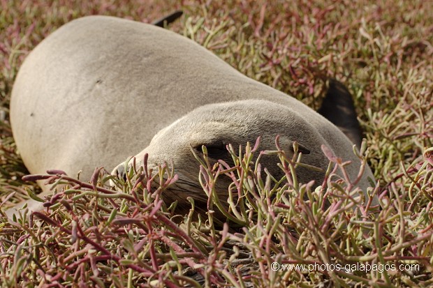 Galapagos 
, Equateur 
, Parc National des Galapagos , Parc National des Galapagos, Equateur  