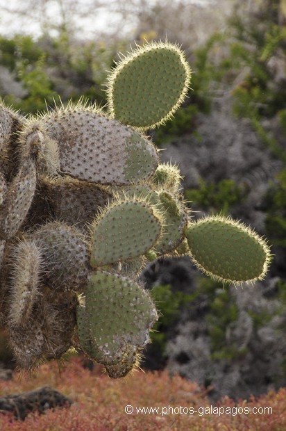 , Galapagos , Equateur , Parc National des Galapagos  , Parc National des Galapagos, Equateur  