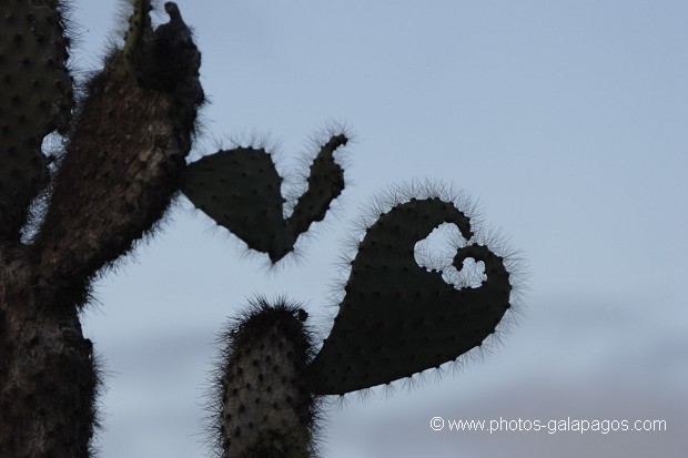 , Galapagos , Equateur , Parc National des Galapagos  , Parc National des Galapagos, Equateur  