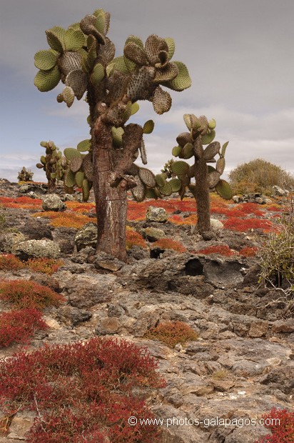 cactus géants (Opuntia Cactaceae)  - île de South Paza (Galapagos)