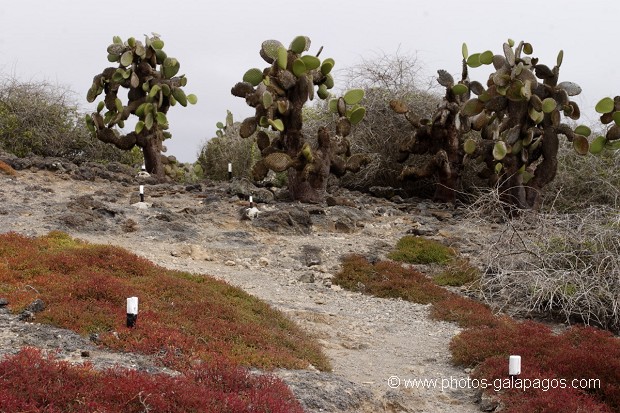 cactus géants (Opuntia Cactaceae)  - île de South Paza (Galapagos)