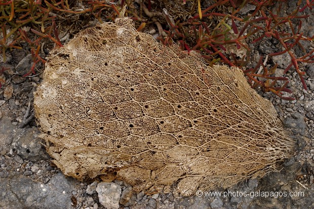 , Galapagos , Equateur , Parc National des Galapagos  , Parc National des Galapagos, Equateur  