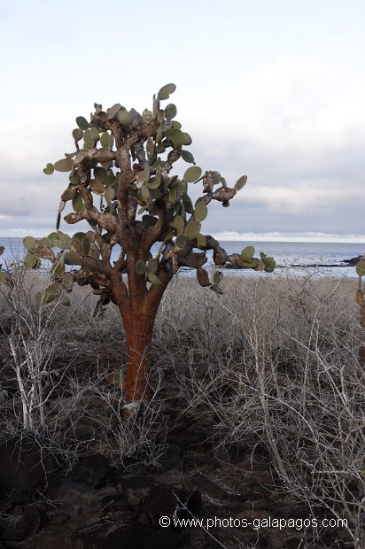 , Galapagos , Equateur , Parc National des Galapagos  , Parc National des Galapagos, Equateur  