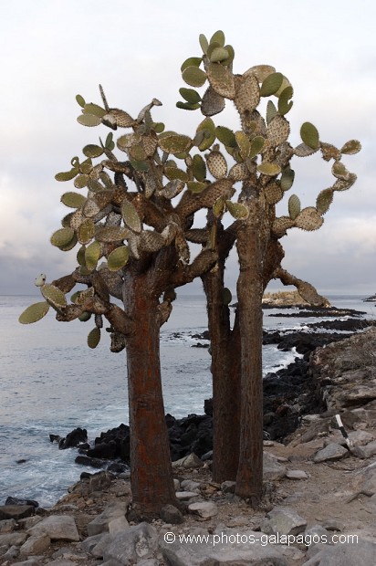 , Galapagos , Equateur , Parc National des Galapagos  , Parc National des Galapagos, Equateur  