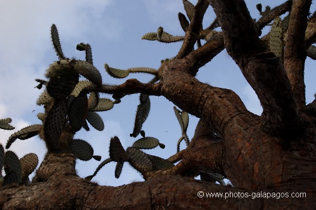 , Galapagos , Equateur , Parc National des Galapagos  , Parc National des Galapagos, Equateur  