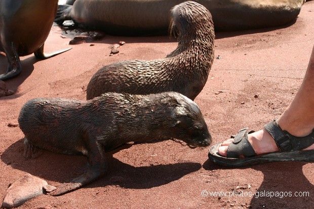 Touristes, Galapagos , Parc National des Galapagos, Equateur  